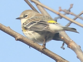 Yellow-rumped Warbler - 12/11/20, Mill St. &copy; Bobby Brown