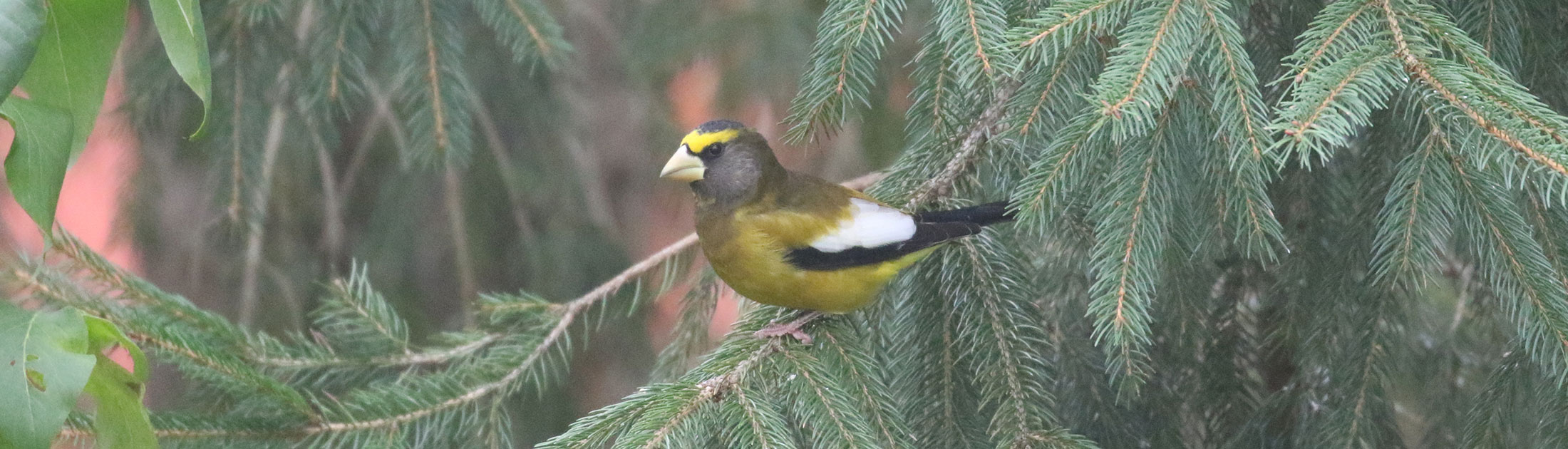 Seasonal Report - Fall 2020