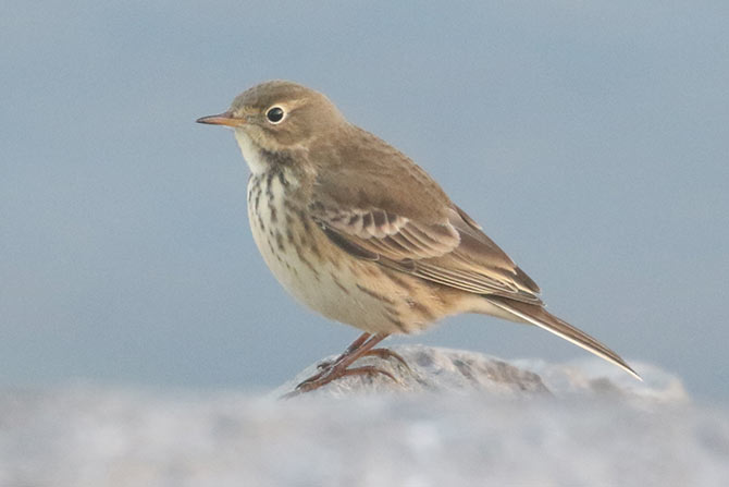 American Pipit - 9/21/20, Rose Valley Lake &copy; Bobby Brown