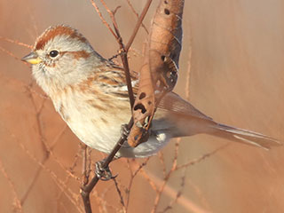 American Tree Sparrow - 11/29/20, Mill St. &copy; Bobby Brown