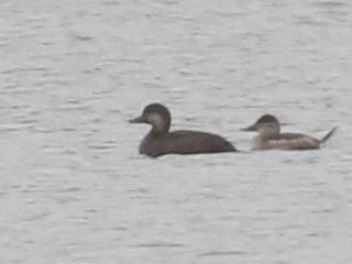 Black Scoter (and Ruddy Duck) - 10/28/20, Rose Valley Lake &copy; Bobby Brown
