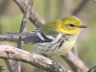 Black-throated Green Warbler - 9/15/20, Rose Valley Lake &copy; Bobby Brown