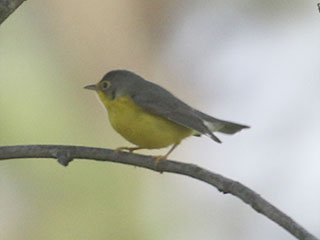 Canada Warbler - 9/13/20, SGL 252 &copy; Bobby Brown