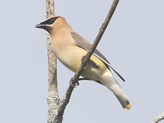 Cedar Waxwing - 8/16/20, Rose Valley Lake &copy; Bobby Brown