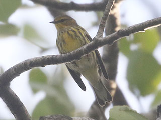 Cape May Warbler - 8/23/20, Rose Valley Lake &copy; Bobby Brown