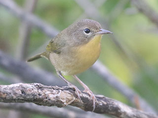 Common Yellowthroat - 8/23/20, Rose Valley Lake &copy; Bobby Brown
