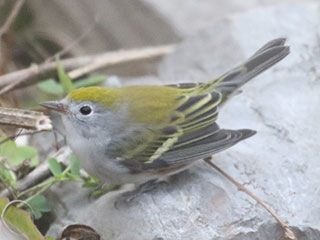Chestnut-sided Warbler - 11/21/20, Rose Valley Lake &copy; Bobby Brown