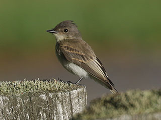 Eastern Phoebe - 8/30/20, Rose Valley Lake &copy; Bobby Brown