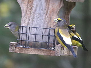 Evening Grosbeaks - 10/25/20, Ralston &copy; Bobby Brown