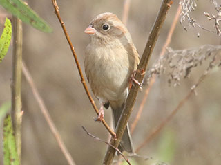 Field Sparrow - 11/5/20, Mill St. &copy; Bobby Brown