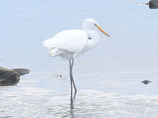 Great Egret - 8/3/20, Williamsport Dam &copy; Bobby Brown