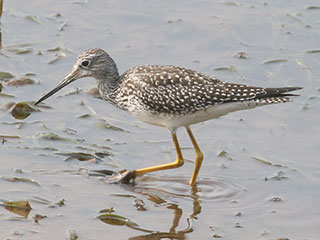 Greater Yellowlegs - 9/16/20, Rose Valley Lake &copy; Bobby Brown