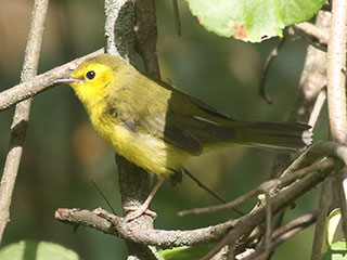 Hooded Warbler - 9/13/20, SGL 252 &copy; Bobby Brown