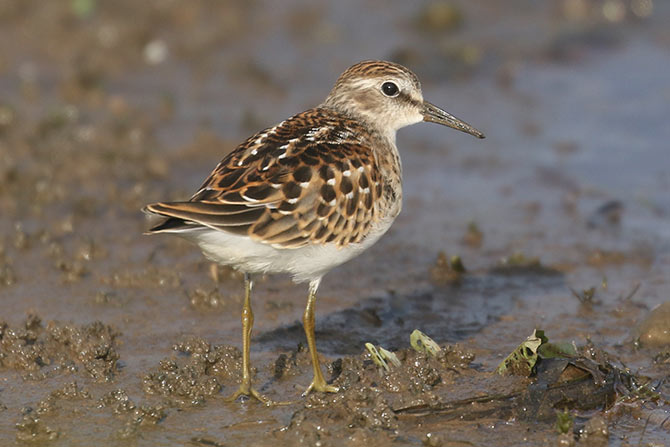 Least Sandpiper - 8/7/20, Williamsport Dam &copy; Bobby Brown