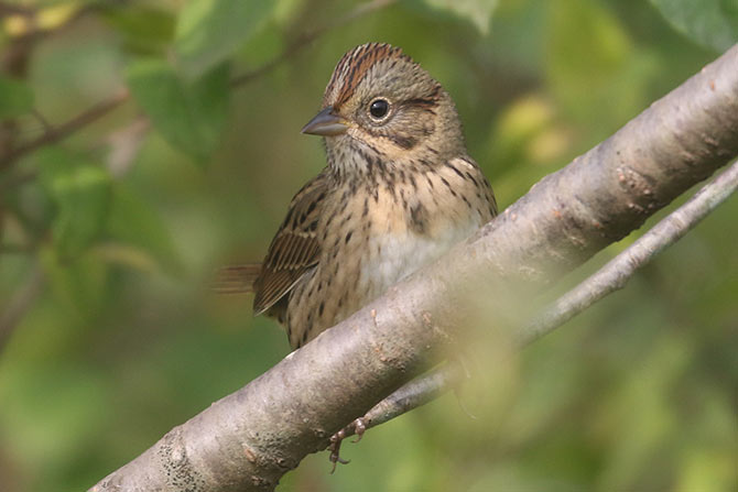 Lincoln's Sparrow - 9/17/20, Rose Valley Lake &copy; Bobby Brown