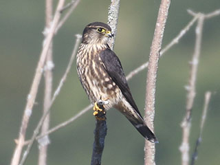 Merlin - 9/22/20, Rose Valley Lake &copy; Bobby Brown