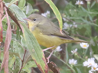 Mourning Warbler - 10/4/20, SGL 252 &copy; Bobby Brown