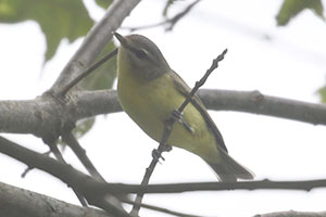 Philadelphia Vireo - 9/2/20, South Williamsport Park &copy; Bobby Brown