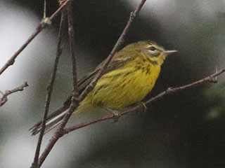 Prairie Warbler - 8/29/20, Rose Valley Lake &copy; Bobby Brown