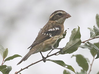 Rose-breasted Grosbeak - 9/10/20, Rose Valley Lake &copy; Bobby Brown