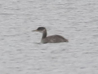 Red-necked Grebe - 10/28/20, Rose Valley Lake &copy; Bobby Brown
