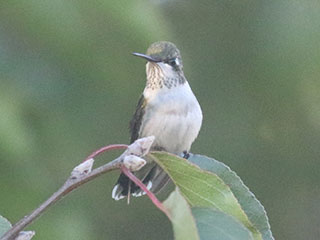 Ruby-throated Hummingbird - 10/13/20, Hughesville &copy; Bobby Brown