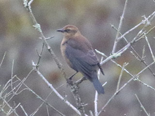 Rusty Blackbird - 10/4/20, SGL 252 &copy; Bobby Brown