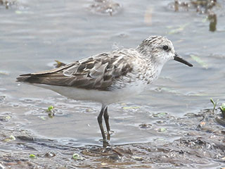 Semipalmated Sandpiper - 8/4/20, Williamsport Dam &copy; Bobby Brown