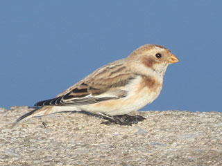 Snow Bunting - 11/7/20, Rose Valley Lake &copy; Bobby Brown