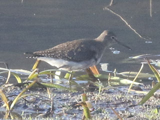 Solitary Sandpiper - 11/8/20, Rose Valley Lake &copy; Bobby Brown