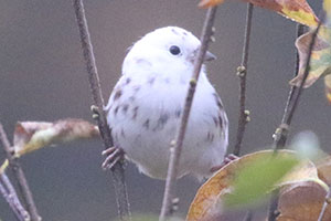 Song Sparrow - 10/4/20, SGL 252 &copy; Bobby Brown