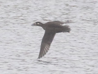 Surf Scoter - 10/26/20, Williamsport Dam &copy; Bobby Brown