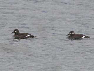 White-winged Scoter - 11/1/20, Rose Valley Lake &copy; Bobby Brown