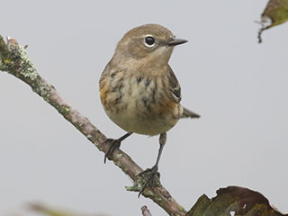 Yellow-rumped Warbler - 9/27/20, SGL 252 &copy; Bobby Brown