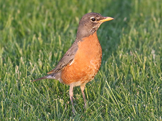 American Robin - 5/21/20, Montoursville &copy; Bobby Brown