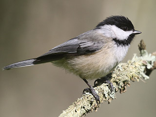 Black-capped Chickadee - 5/5/20, Williamsport Water Authority &copy; Bobby Brown