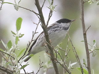 Blackpoll Warbler - 5/17/20, SGL 252 &copy; Bobby Brown