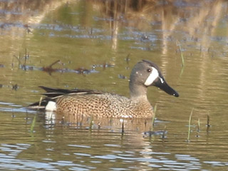 Blue-winged Teal - 5/7/20, Water St. Wetlands &copy; Bobby Brown