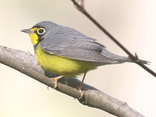 Canada Warbler - 5/5/20, Williamsport Water Authority &copy; Bobby Brown
