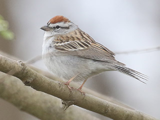 Chipping Sparrow - 4/10/20, Mill St. &copy; Bobby Brown