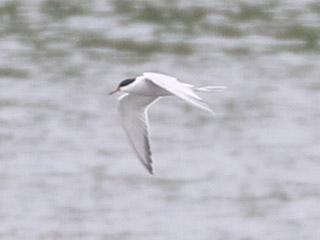 Common Tern - 5/18/20, Williamsport Dam &copy; Bobby Brown