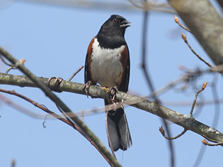 Eastern Towhee - 4/5/20, Canfield Island &copy; Bobby Brown