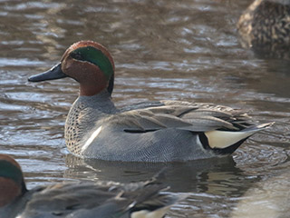 Green-winged Teal - 3/1/20, Hughesville &copy; Bobby Brown