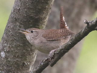 House Wren - 5/20/20, Rose Valley Lake &copy; Bobby Brown
