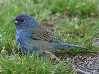 Indigo Bunting - 5/16/20, Canfield Island &copy; Bobby Brown