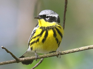 Magnolia Warbler - 5/16/20, Canfield Island &copy; Bobby Brown