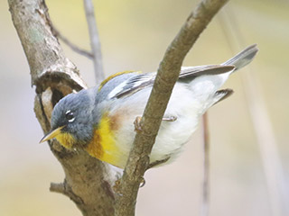 Northern Parula - 5/10/20, Canfield Island &copy; Bobby Brown