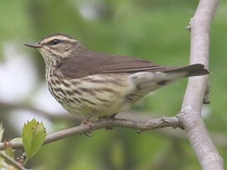 Northern Waterthrush - 5/16/20, Mill St. &copy; Bobby Brown