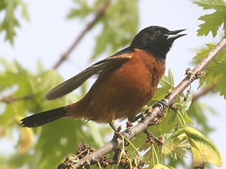 Orchard Oriole - 5/20/20, Lycoming Creek Bikeway &copy; Bobby Brown