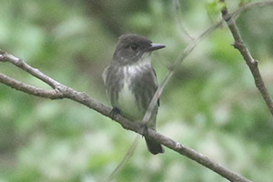 Olive-sided Flycatcher - 5/24/20, SGL 252 &copy; Bobby Brown